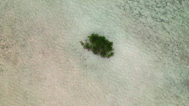 Lone tree in a vast sea landscape