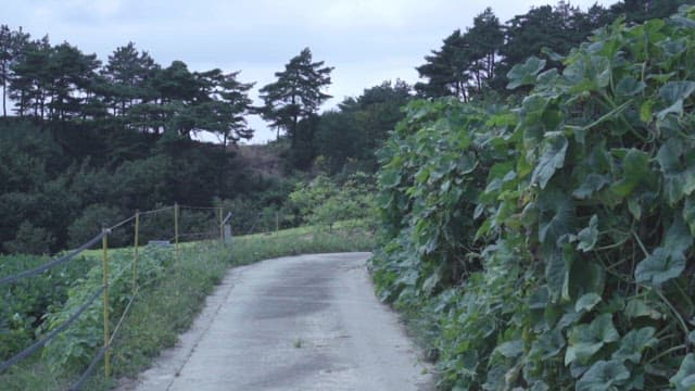 푸른 식물이 자라고 있는 평화로운 시골길