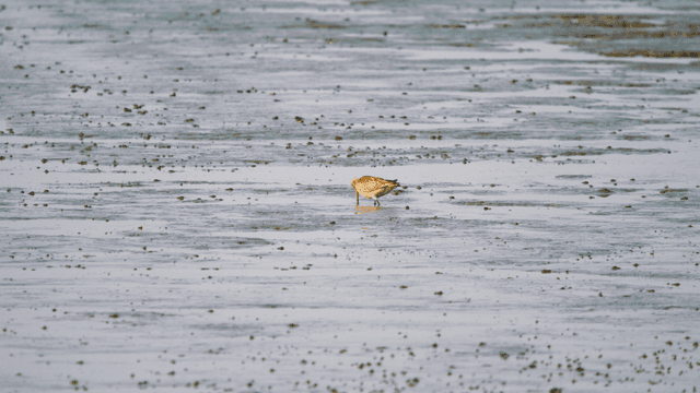 Sandpiper alone foraging on the muddy shore
