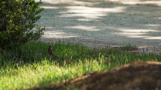 Sparrow Perched in a Green Grass