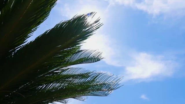 Sunlight Shining Through Palm Leaves