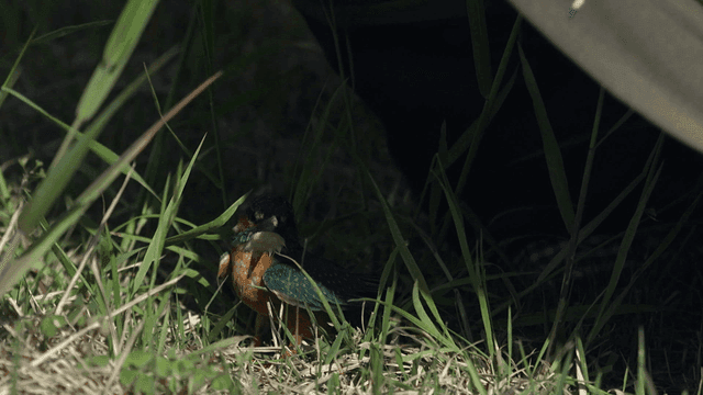 Kingfisher being covered with cloth by person on grass