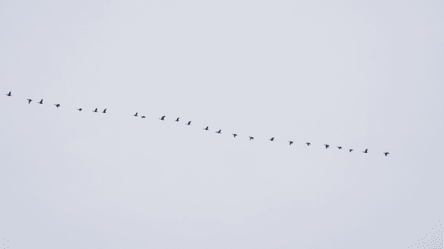 푸른 하늘 아래 줄지어 날아가는 새들