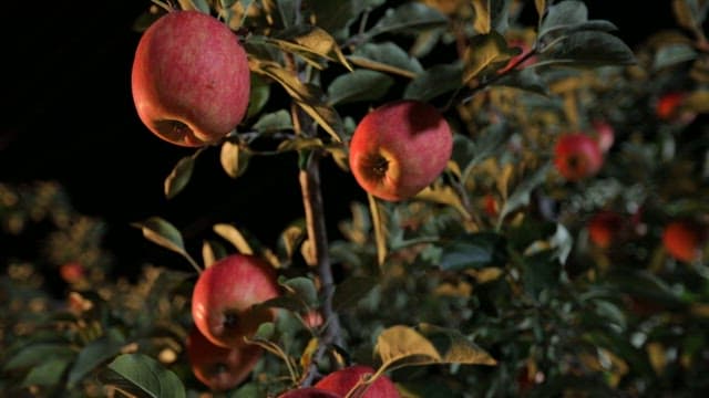 Red apple tree in the night orchard