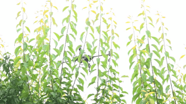 녹색 잎 사이로 나는 드론