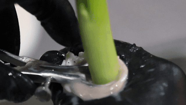 Cleaning and preparing fresh beef intestines and greem onion