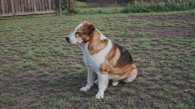 Dog sitting on grass