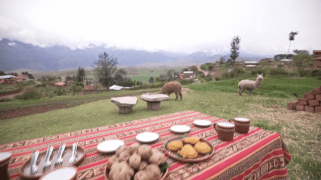 알파카가 풀을 뜯는 시골 풍경에서의 식사