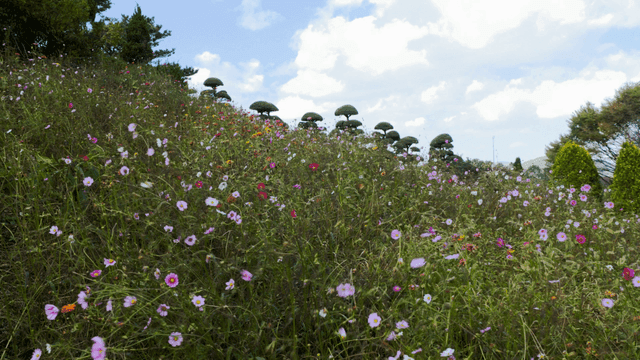 Field of wildflowers blooming under blue sky