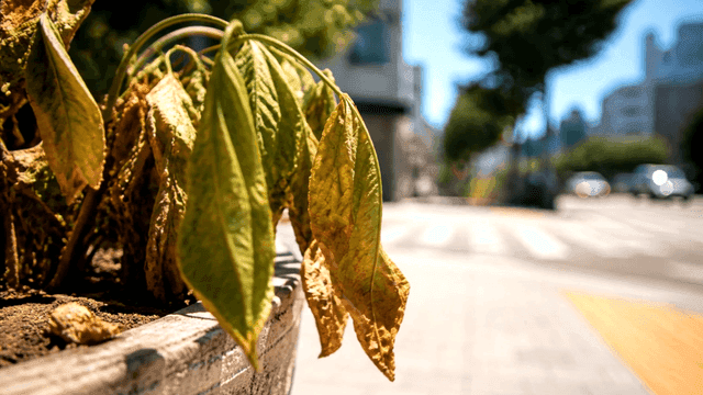 Dried leaves on street next to road