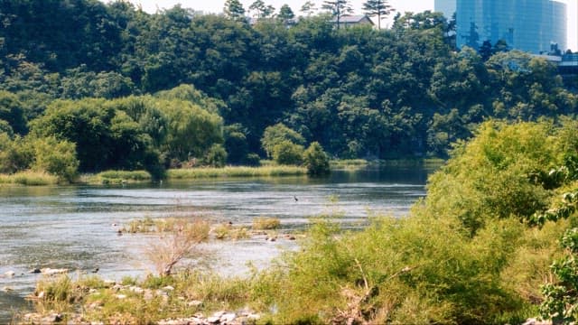 강변의 울창한 녹지와 현대 건물들