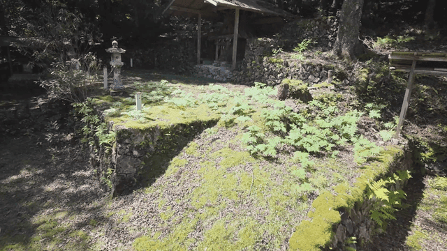 Quiet forest with traditional wooden shrine