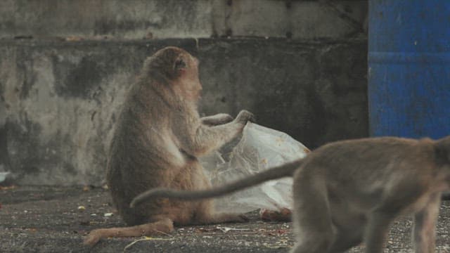 Monkeys Scavenging on the Street