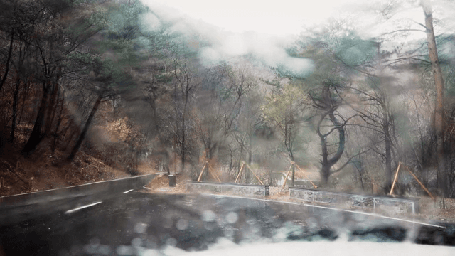 Rainy forest road with misty trees