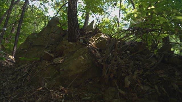 한낮의 햇빛이 드는 숲 속