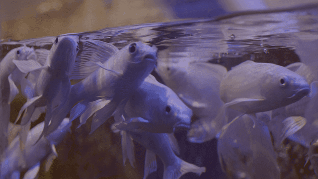 White carp swimming in aquarium