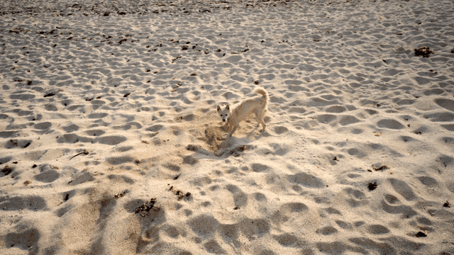 Small dog digging in sand on beach