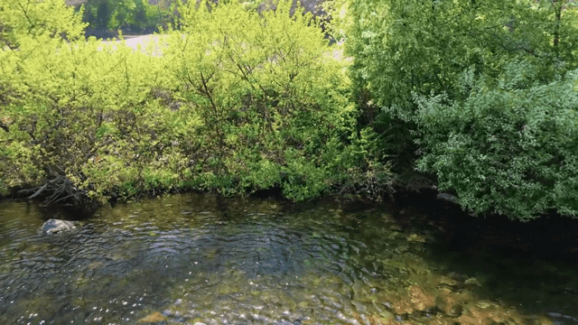 푸른 나무 사이로 흐르는 맑은 강
