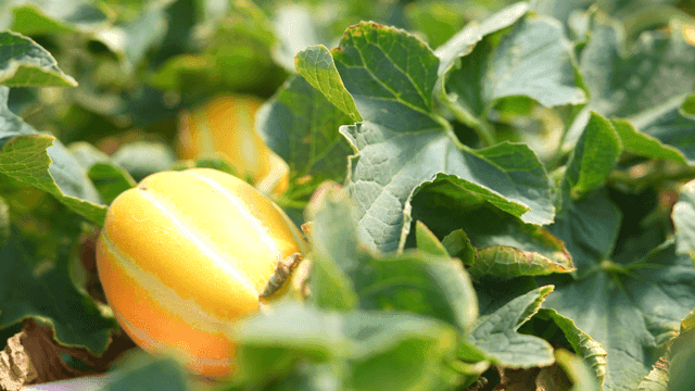 Yellow Korean melons growing among green leaves