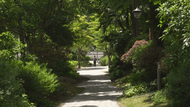 A person walking on a tree-lined path