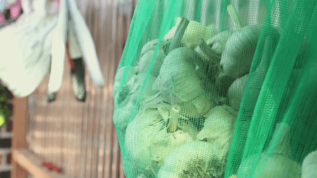 초록색 망에 담긴 마늘