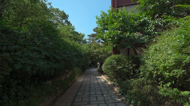 밝고 화창한 날에 나무와 건물들 사이에 있는 그늘진 길