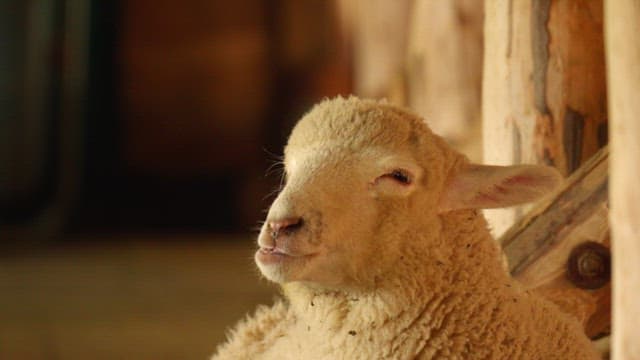 Sheep resting and feeding inside a rustic wooden barn on a farm