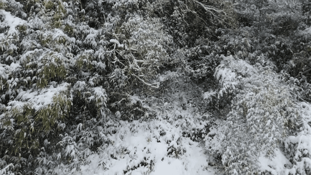 눈이 내리는 눈 덮인 숲