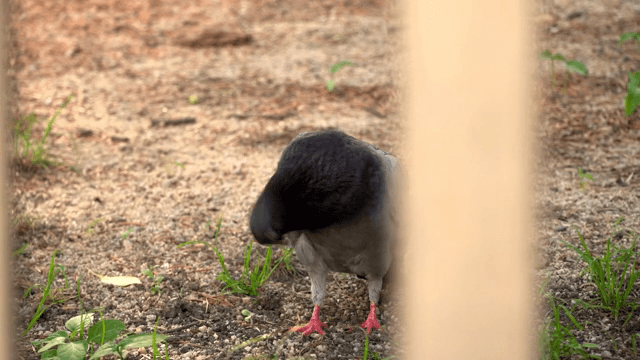 A pigeon standing on the ground
