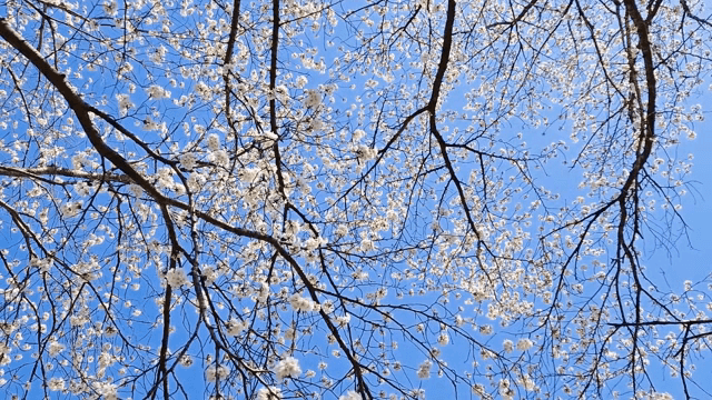 맑은 하늘을 배경으로 한 벚꽃