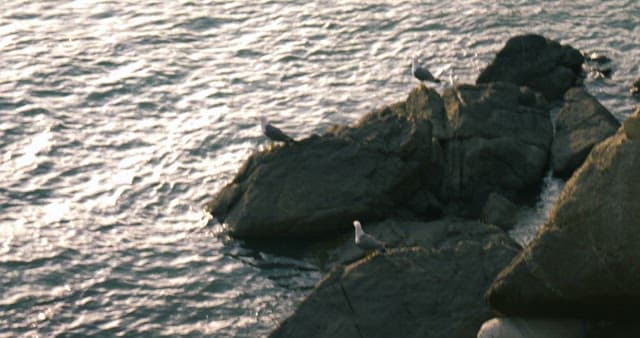 Seagulls perched on coastal rocks at sunset