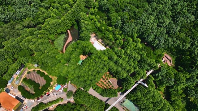 무성한 푸른 숲의 항공 뷰