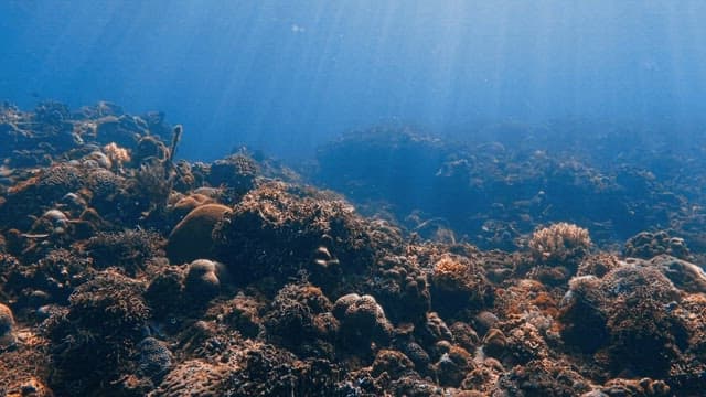 Underwater Coral Reef Teeming with Marine Life