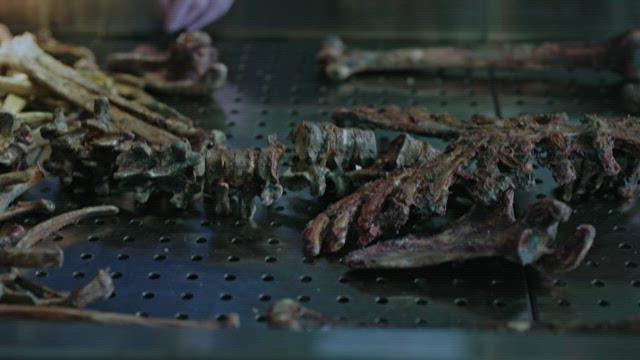 Examination of Burnt Skeletal Remains in Laboratory