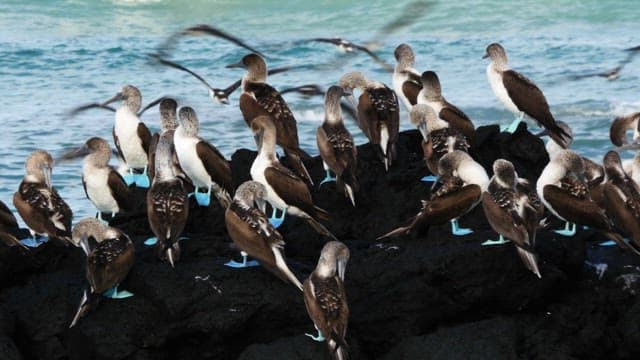 Flock of birds perched on a rocky shore