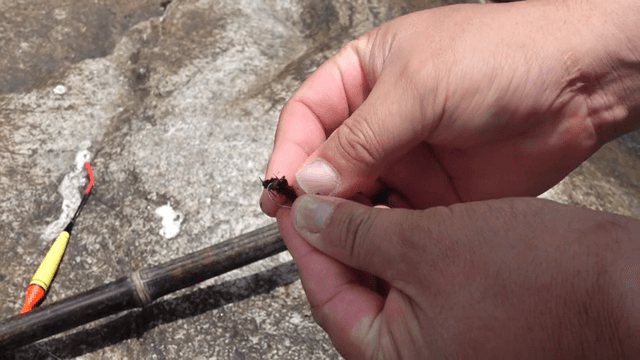 Hands preparing a fishing hook with bait