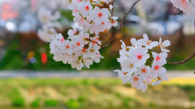 산책로 옆 만개한 벚꽃