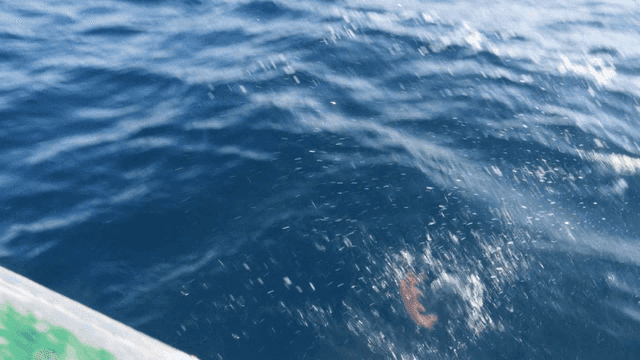 배에서 바다로 던져지는 죽은 게