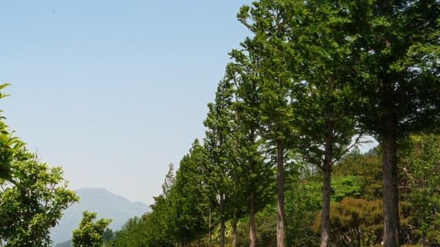 Lush green trees lining a peaceful path in the mountains