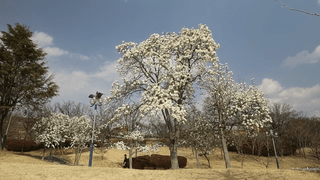 꽃이 핀 나무와 사람이 걷는 공원