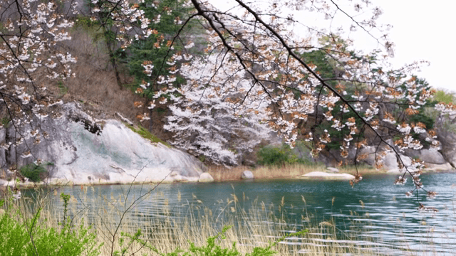 Cherry blossoms by a tranquil lake