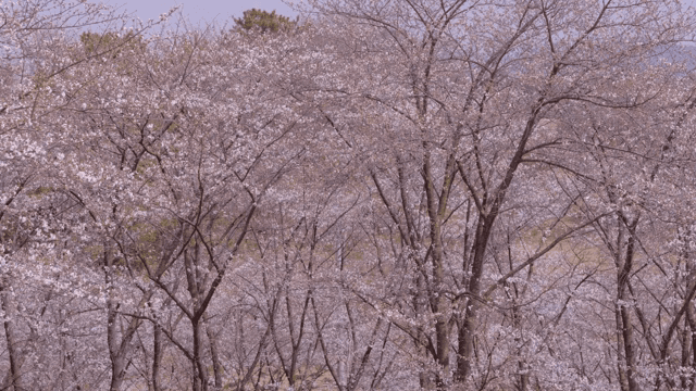 Cherry blossom trees in full bloom