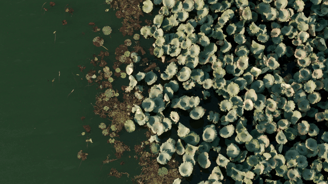 고요한 연못 위의 무성한 연잎