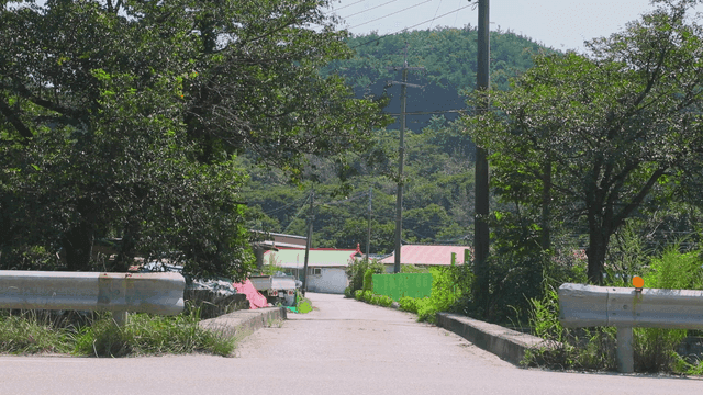 나무로 둘러싸인 조용한 시골 도로