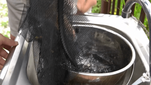 washing harvested mulberries in a net