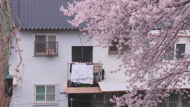 Cherry Blossoms Overlooking a Quiet Residential Area