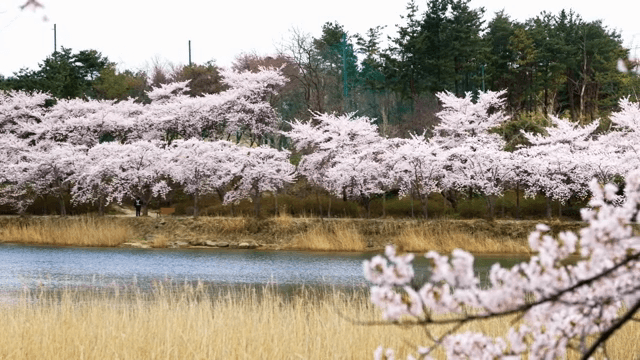 고요한 호숫가의 벚꽃