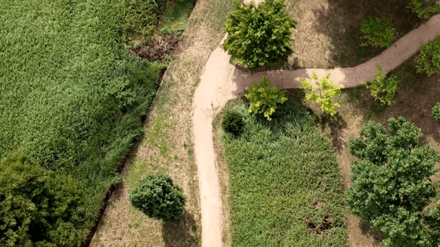 Lush green park with trees