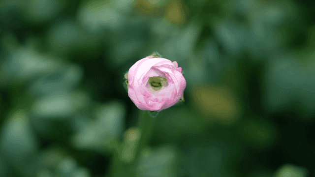 Pink flowers blooming in garden