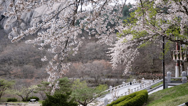 고요한 산속의 벚꽃